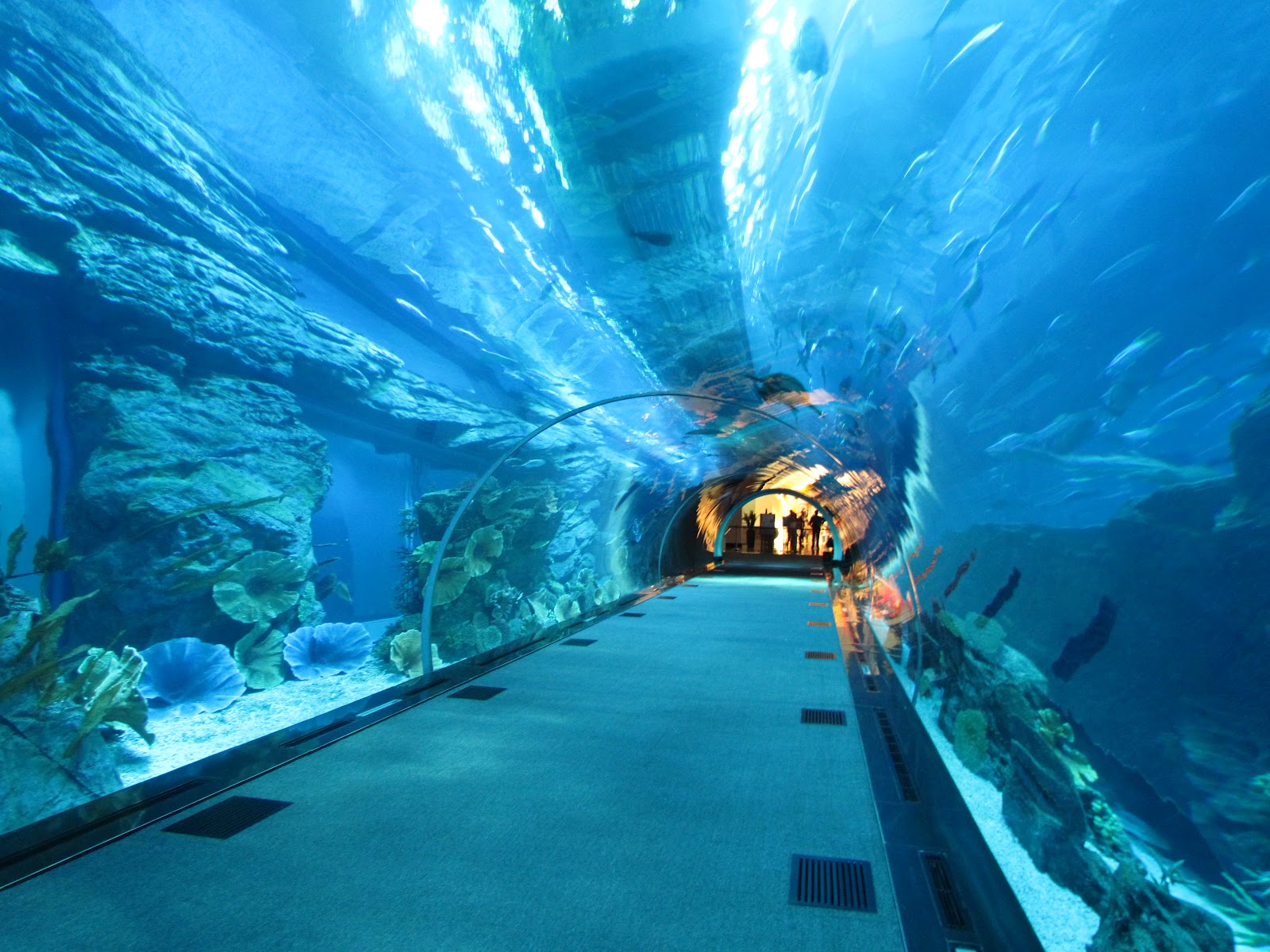 dubai aquarium - إكواريوم دبي (2)