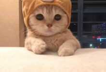 cats قطط