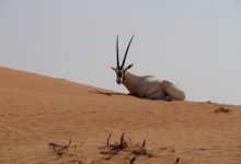 محمية دبي الصحراوية (1)