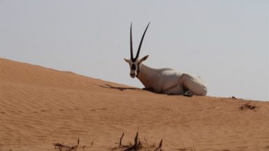 صورة محمية دبي الصحراوية