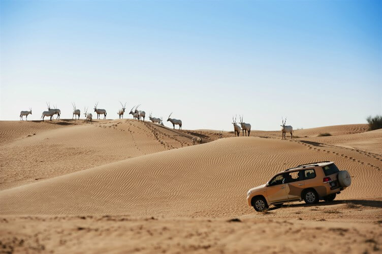 محمية دبي الصحراوية (2)