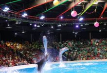 Dubai Dolphinarium