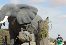 umm al quwain zoo