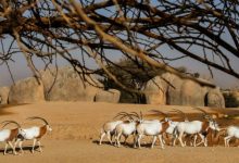 al ain zoo