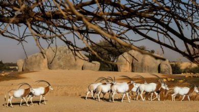 al ain zoo