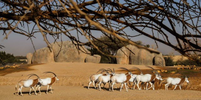 al ain zoo