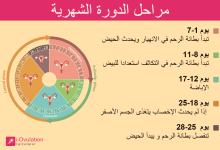مراحل الدورة الشهرية