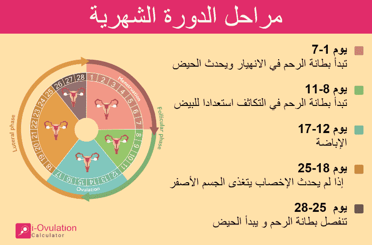 مراحل الدورة الشهرية