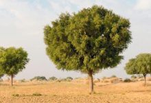 النباتات الحولية بالإمارات