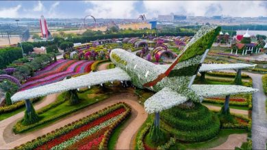 صورة حديقة الزهور دبي ميراكل جاردن الأنشطة وسعر التذكرة